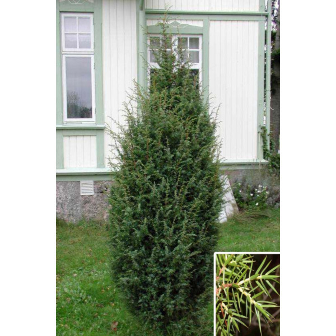 можжевельник обыкновенный сорта. можжевельник обыкновенный сорта. можжевельник обыкновенный коммунис. можжевельник хигериса. можжевельник обыкновенный суецика.