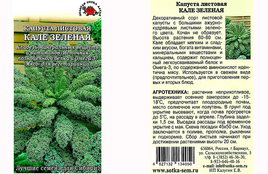 кудрявая капуста кале. тосканский кейл. листовые овощи. листовая капуста кейл. капуста листовая изумруд.