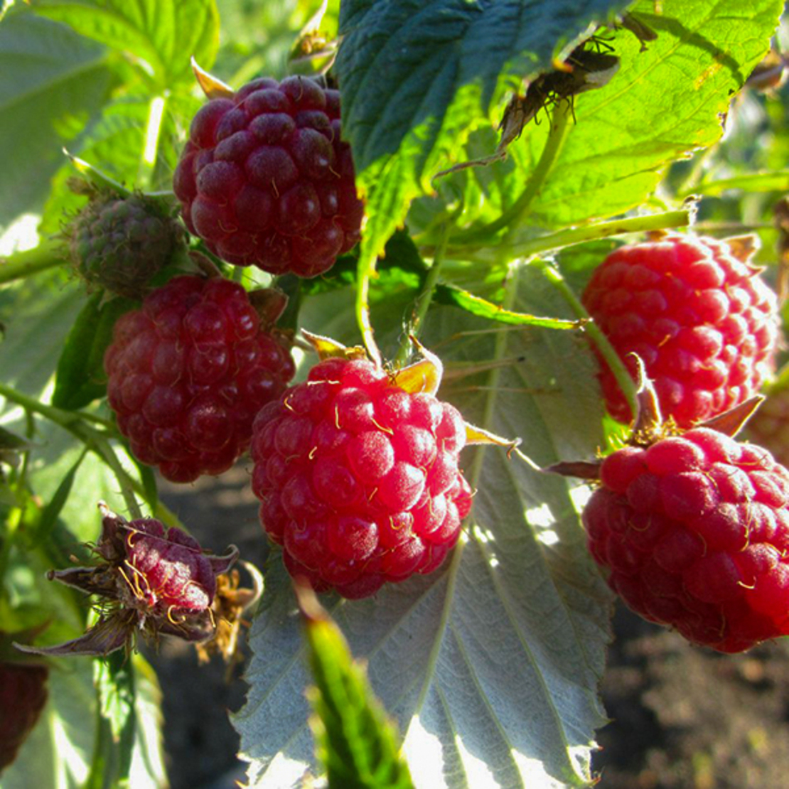 Средние сорта малины. Средние сорта малины. Средние сорта малины. Малина сорт журавлик. Малина крупноплодная исполин.