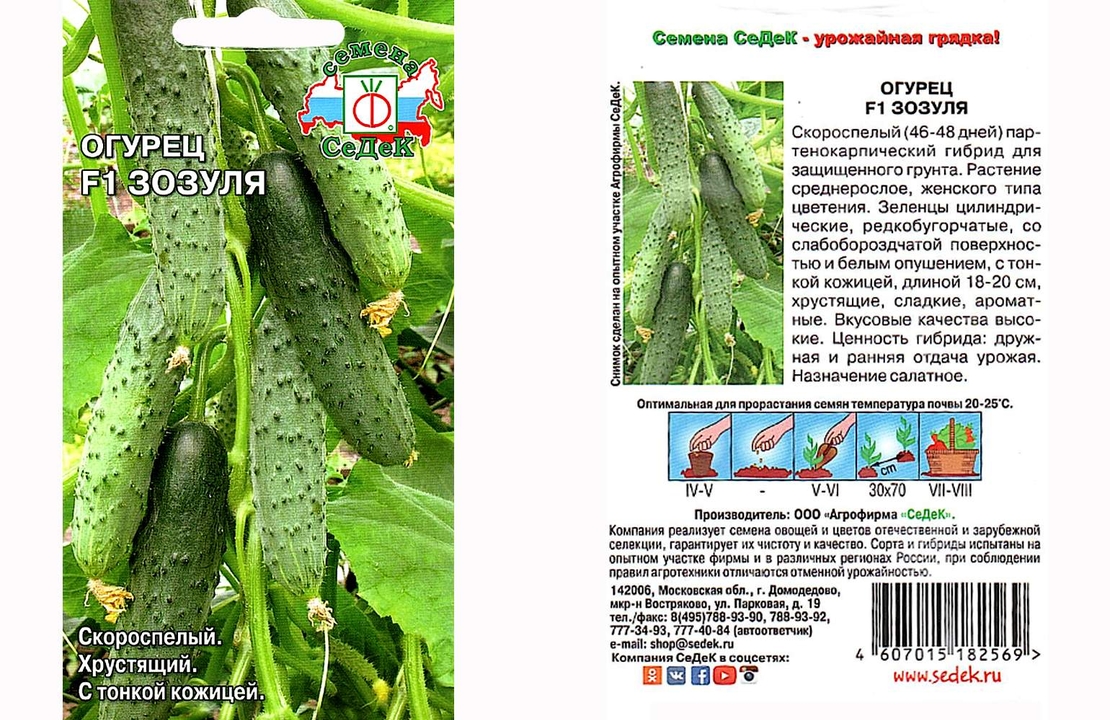 Сорт огурцов зозуля описание