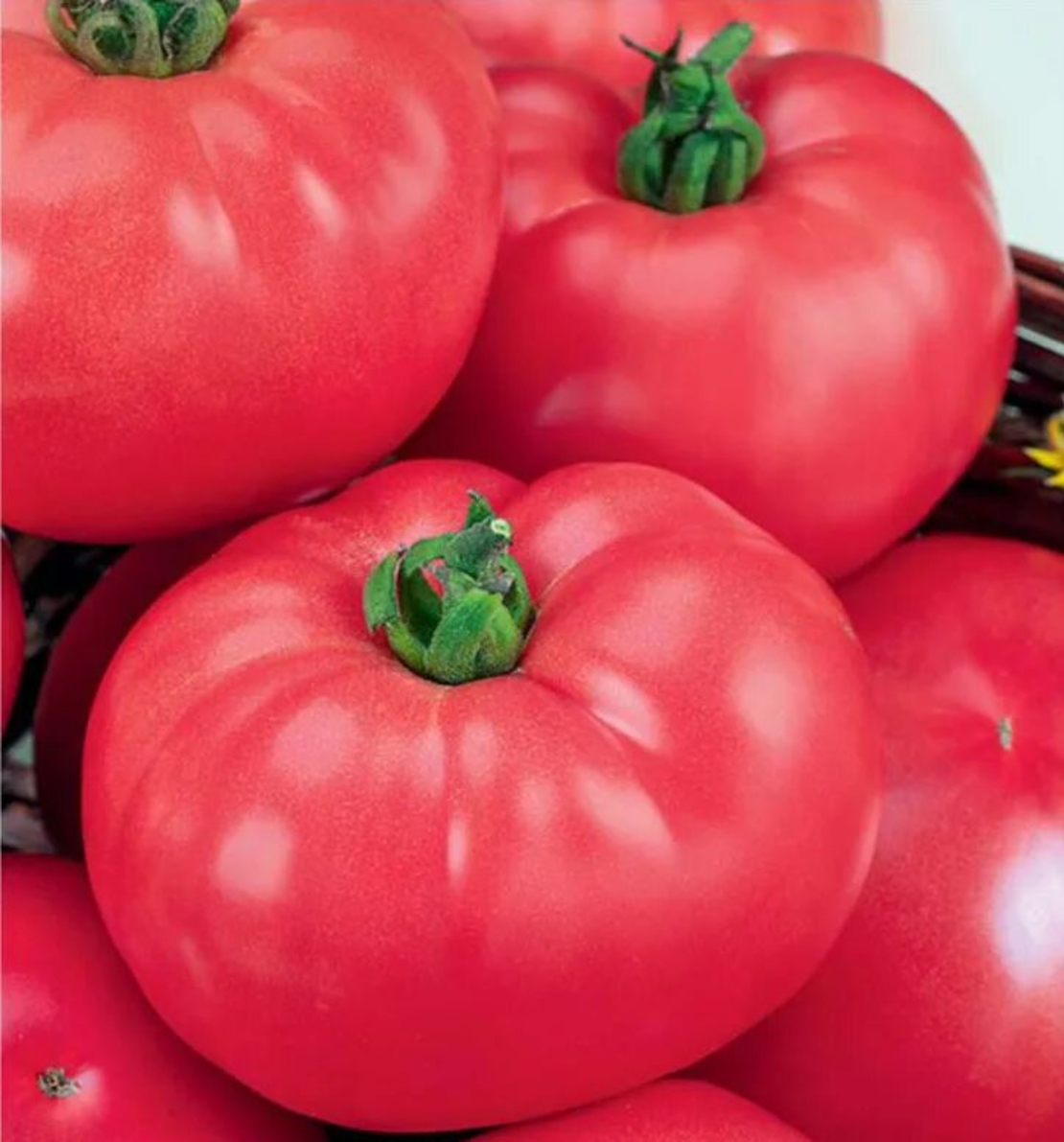 фото крупных томатов
