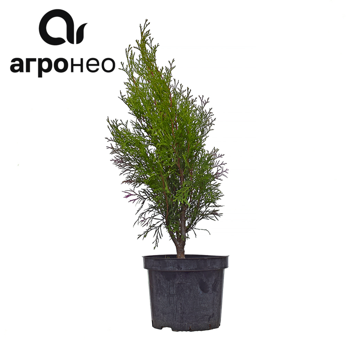 агронео ангарск питомник. агронео ангарск питомник. можжевельник чешуйчатый блю карпет. туя даника ауреа. 3 примера хвойных растений.