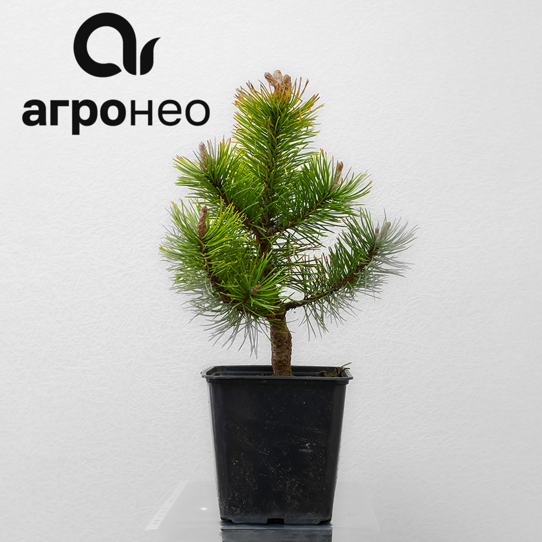 агронео ангарск питомник. агронео ангарск питомник. кмичич рассада томатов. ель сизая канадская эхиниформис. спирея серая.