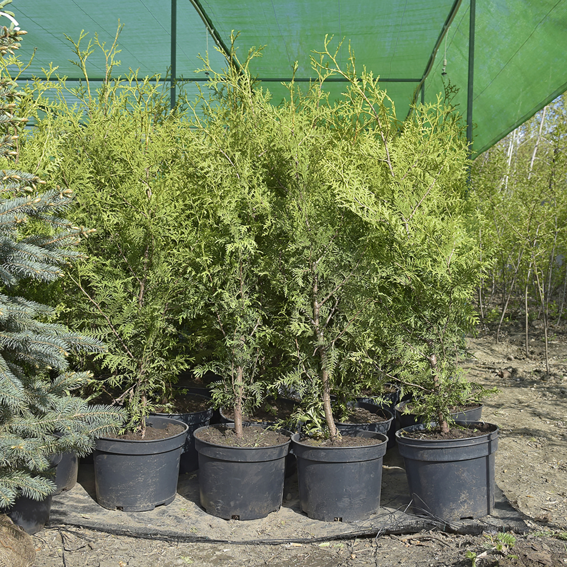 дельфиниум проростки. логотип питомника растений. Juniperus communis silver lining. здоровая рассада томатов. дельфиниум рассада.