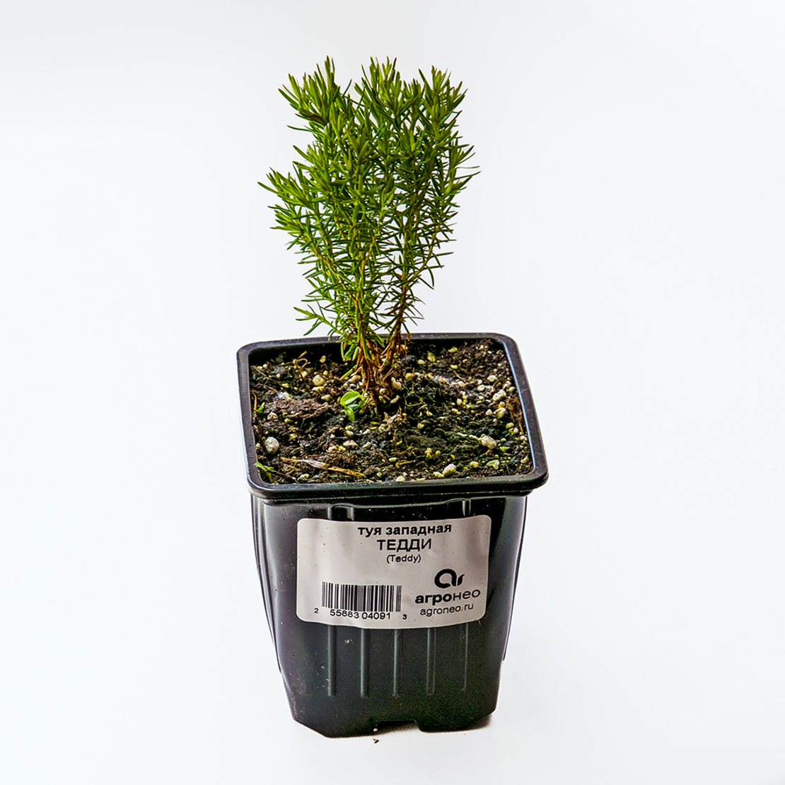 агронео ангарск питомник. агронео ангарск питомник. спирея грефшейм. можжевельник wilseder berg. брусника коралл фото.