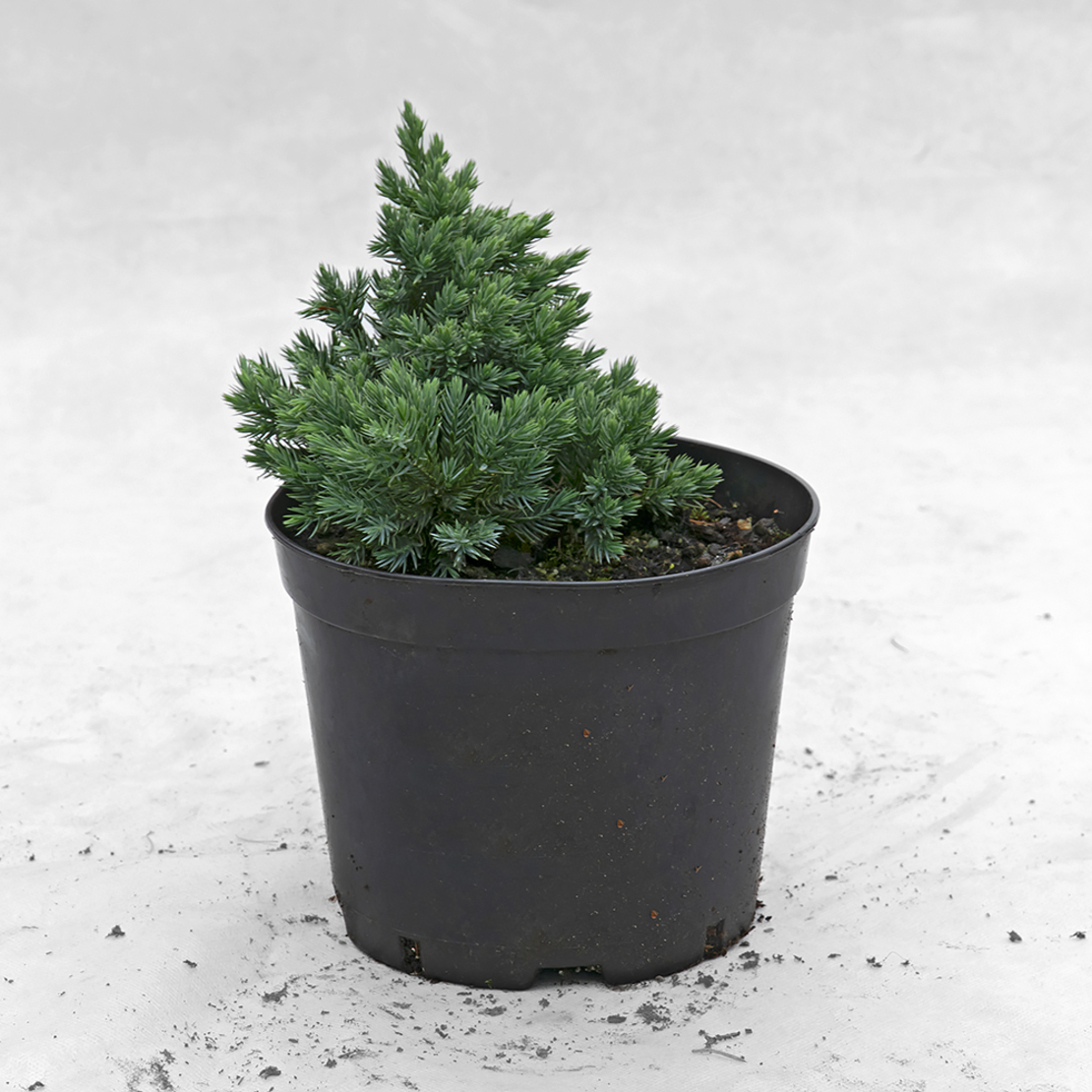 спирея серая грефшейм с5. агронео ангарск питомник. агронео. сосна гельдрейха сателлит. Thuja occ.