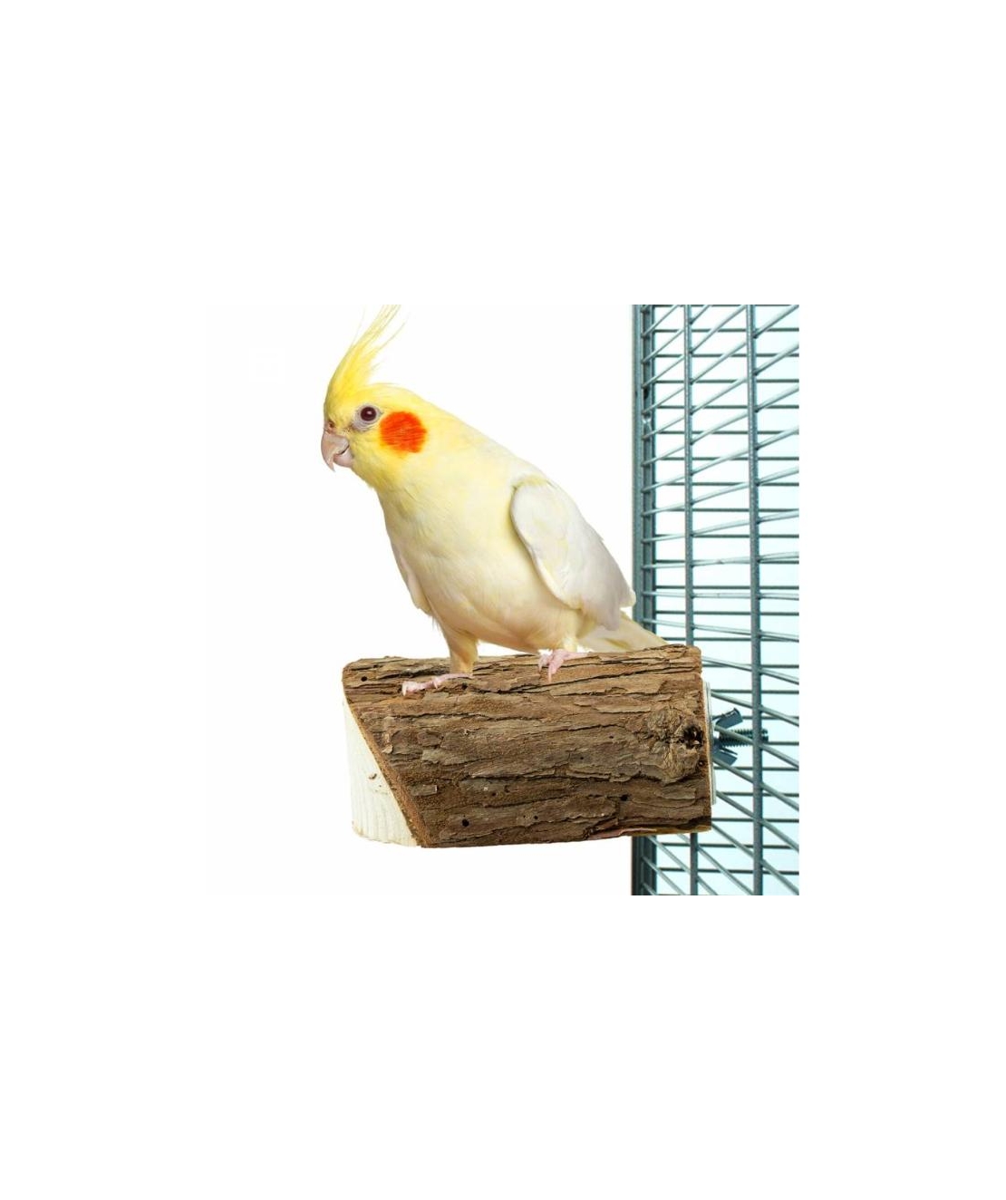 Кацалка Back Zoo Nature за Малки Видове Папагали