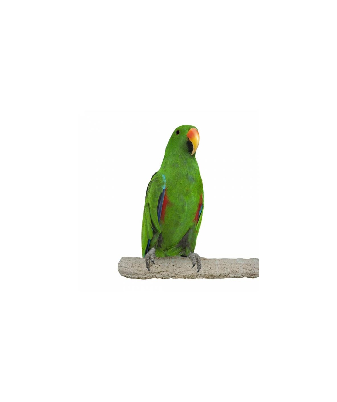 Каменна Абразивна Кацалка Back Zoo Nature за оформяне на нокти и клюн – 28 см x 40 мм