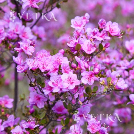 Sportovní podprsenka Ocun Misty Bra - wine rhododendron