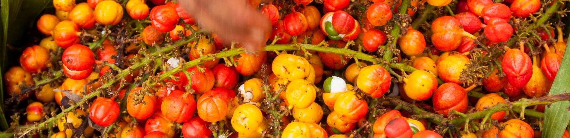 Guarana Pudra