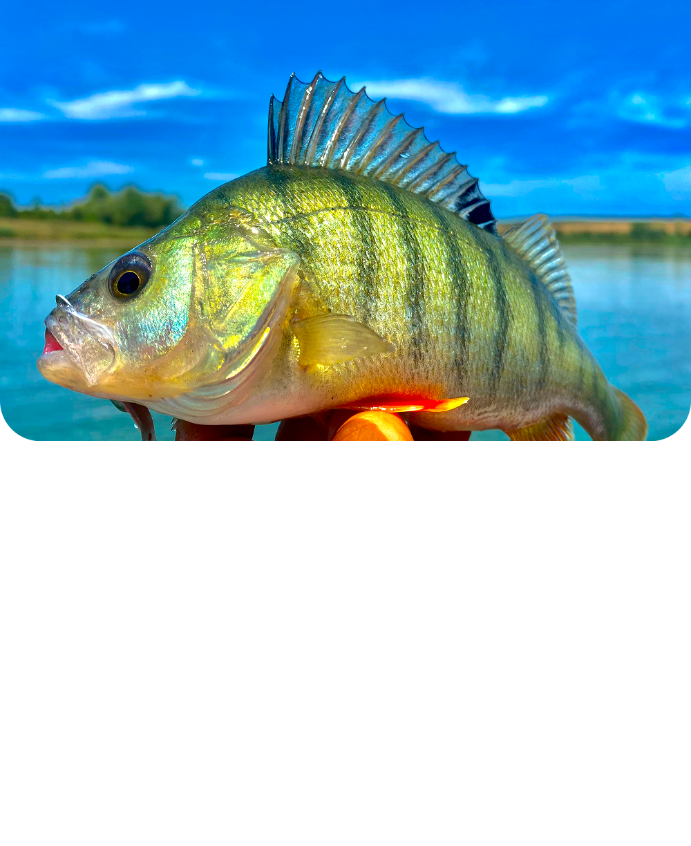 Fishing Strike, всичко за спининг риболова!