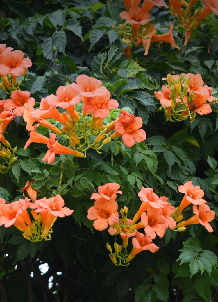 Terapii Borri - Claudia Damoc, Naturopat