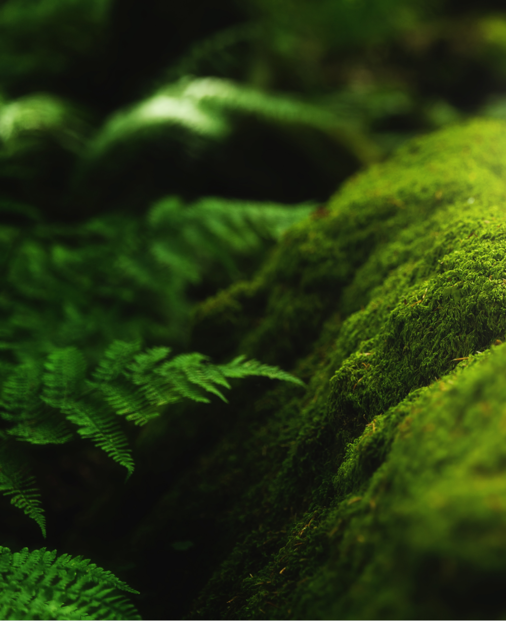 Terapii naturiste personalizate, Terapeut Georgeta Bodnar