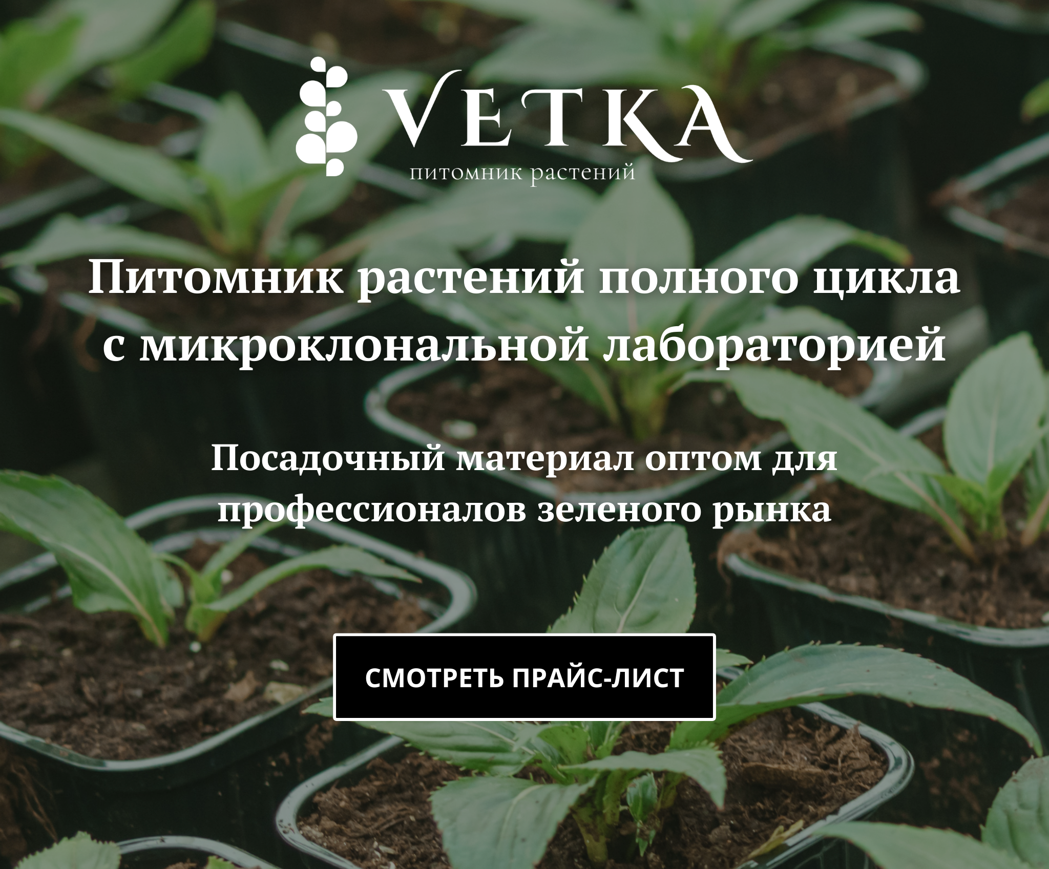 Питомник растений | Vetka