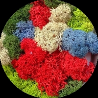 Декорация от Исландски мъх – естествена красота и уют