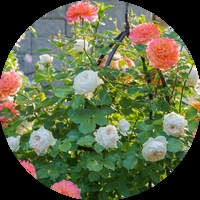 Храстовидни