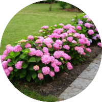 Многогодишни