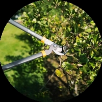 Японски ножици