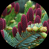 Иглолистни