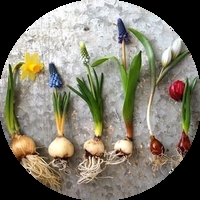 Луковици и луковици в саксии