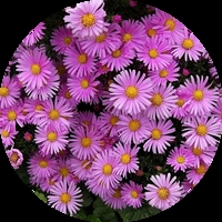 Алпийска астра