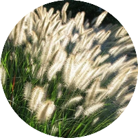 Декоративни треви