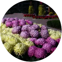 Български хризантеми