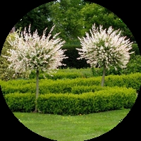 Декоративни дървета и храсти