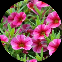 Едногодишни