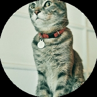 Нашийници за котки