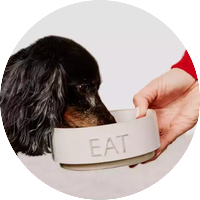 Храна за кучета