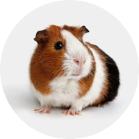 Морски свинчета