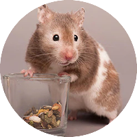 Хамстери