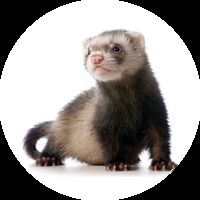 Декоративни порчета