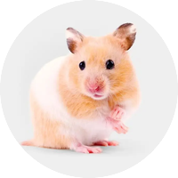 Хамстери & Джербили