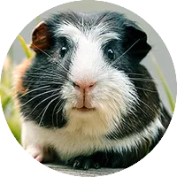 Морски свинчета