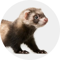 Порчета и Фретки